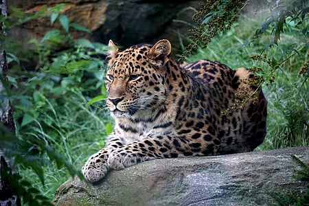 Leopard, jardim zoológico, Leipzig, predador, peles, gato grande, um animal