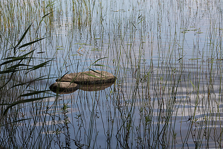 lake, nature, summer, a bed of reeds, stone, water, reflection