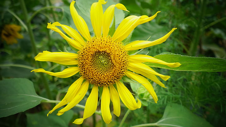 sunflower, flowers, yellow