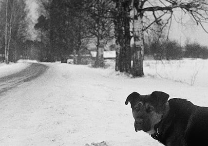 preto, curta, casaco, cão, em pé, campo de neve, dia
