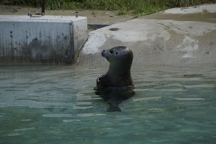 Seal, vatten, meeresbewohner, Zoo, Zoo djur, däggdjur, djur