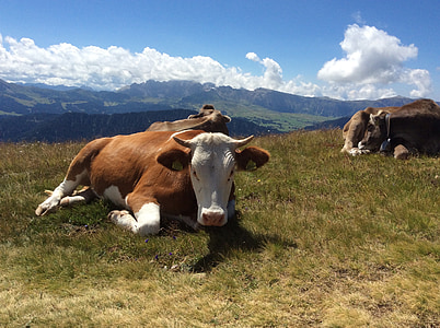 cow, mountains, mountain road, cows cow, mountain cow, alm