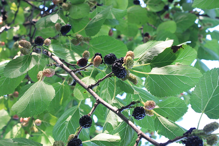 černá, čerstvé, Morus, Mulberry, nigra, zralé, strom