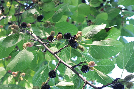 black, fresh, morus, mulberry, nigra, ripe, tree
