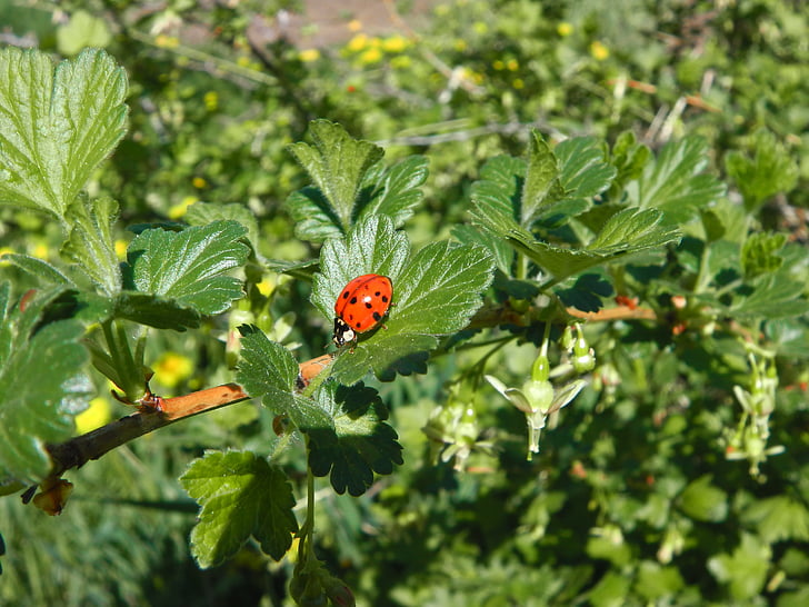 ladybug, leaf, garden, bug, insect, small, orange