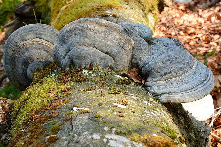 stromu houba, houby, strom, houby na stromě, Příroda, Les, lesní houby