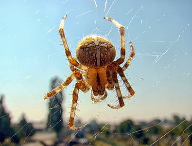 zirneklis, kukaiņi, daba, savvaļas dzīvnieki, bailes, biedējoši, Arachnophobia