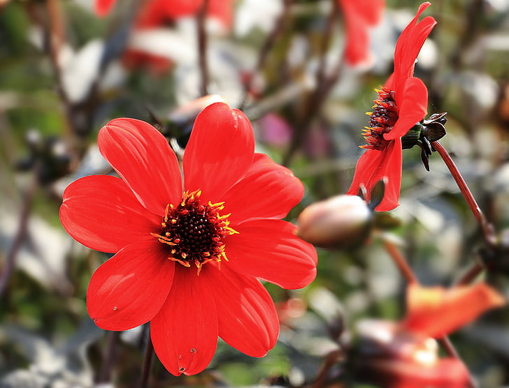 Dahlia, květ, květ, Bloom, červená, červená dahlia, boční pohled