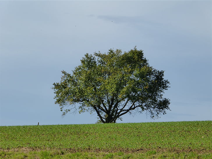 tree, landscape, lonely, nature, leaves, sky, rest