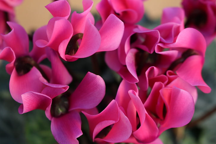 Cyclamen, kukat, vaaleanpunainen, kukka, väri violetti