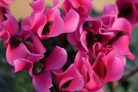 cyclamen, flowers, pink, flower, color purple