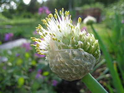 Allium fistulosum, nyári, növényi, kert, színek, természet, növény