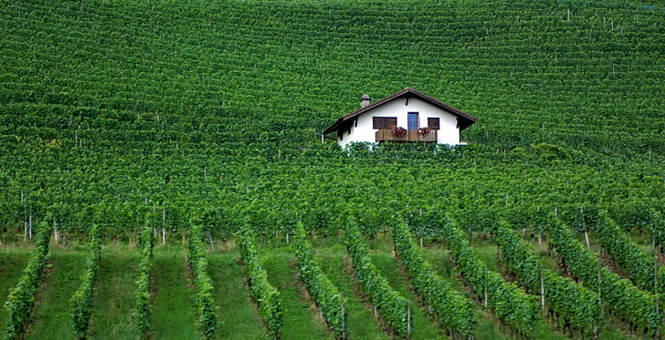 zelena, winyard, Švicarski, grožđe, vino, slikovit, kuća