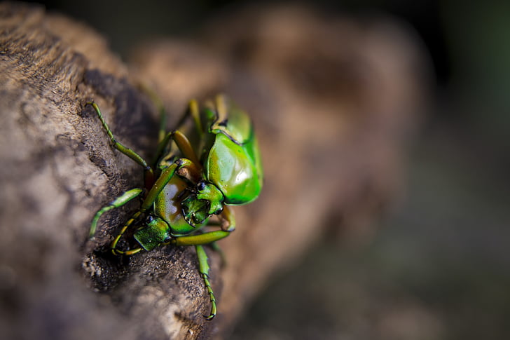 Cinta, kumbang, serangga, reproduksi, Jenis kelamin, beberapa, hijau