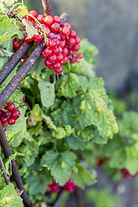 urban gardening, self catering, berries, currants, harvest, red currant, fruit