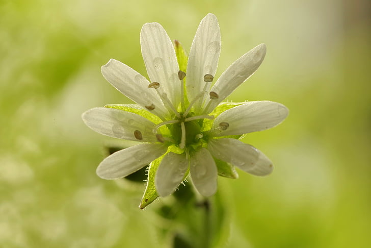flower, white, clear, tiny, green, plant, stamens