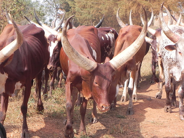 cow, long horn, uganda, cattle, animal, nature, horned