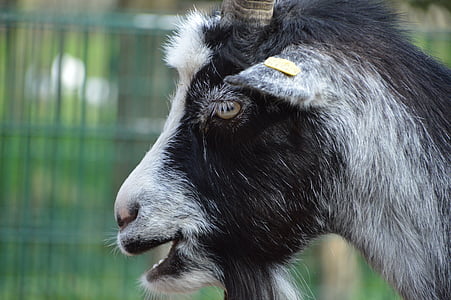 goat, country life, nature, livestock, farm, agriculture, farm animals
