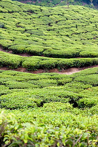 Tee, thee plantage, India, Plantage, teelt terrassen, thee oogst