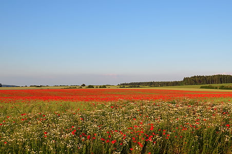 poppies, field, meadow, landscape, nature, flowers, white
