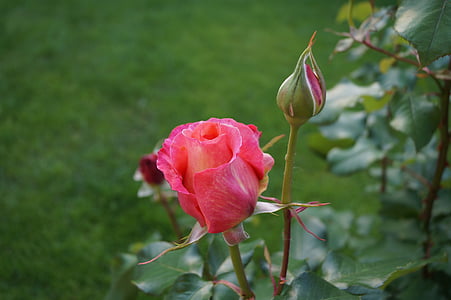 steg, Rosen blomstrer, lyserød blomst, duften af roser, forår