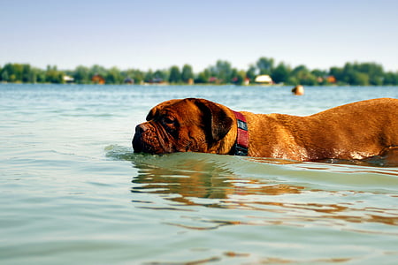 Μπορντό, σκύλος, de, Dogue, νερό, λασπωμένο, Λίμνη