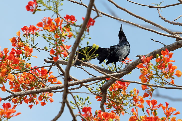 Crow, Ave, sort, blomster