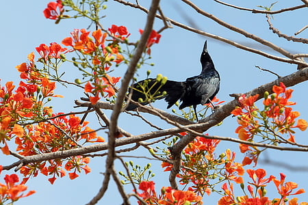 crow, ave, black, flowers