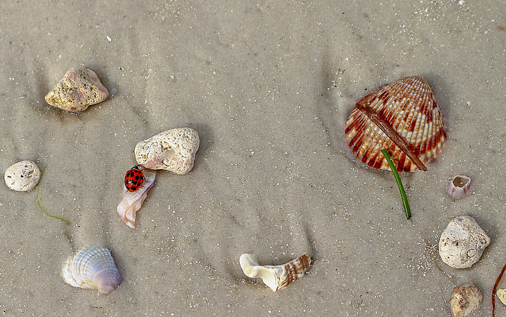 natuur, strand, zand, stenen, schelpen, insect, lieveheersbeestje
