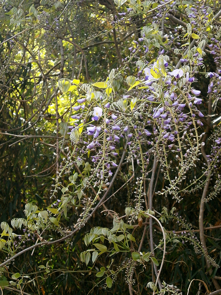 Visterija, Pavasario gėlės, miškai