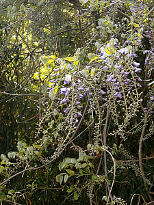 Wisteria, flori de primavara, pădure
