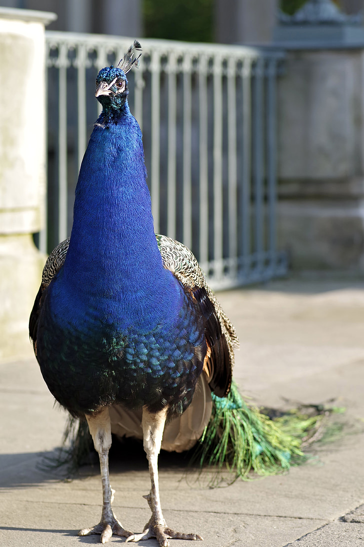 Peacock, vogel, Park staart, Peacock oog, Tom, pen, natuur