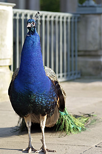 peacock, bird, park tail, peacock eye, tom, pen, nature