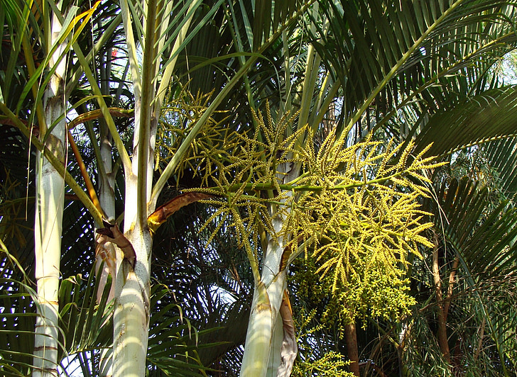 Riet van de Gouden palm, Butterfly palm, Madagascar palm, dypsis lutescens, Palmenfamilie, India