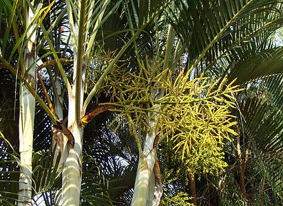 gyllene sockerrör palm, Butterfly palm, Madagaskar palm, Dypsis trumpetsvamp, Arecaceae, Indien