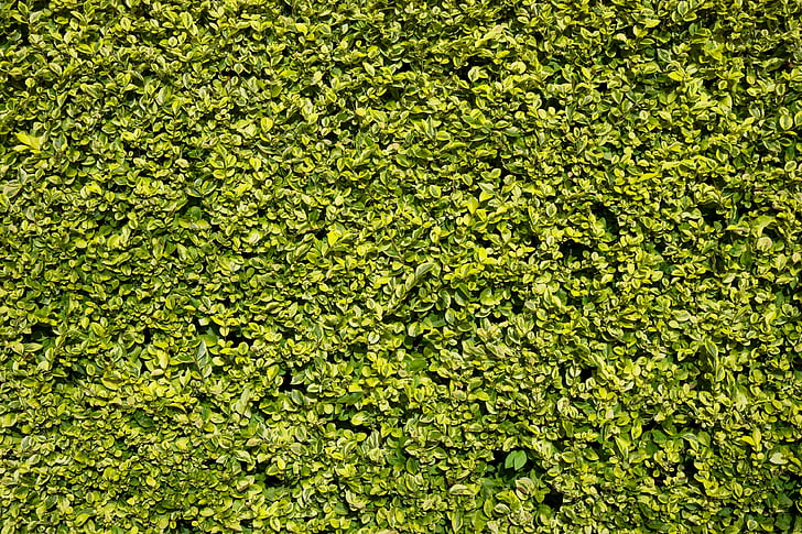 Hedge, grön, Leaf, lämnar, bakgrund, välklippta, trimmas