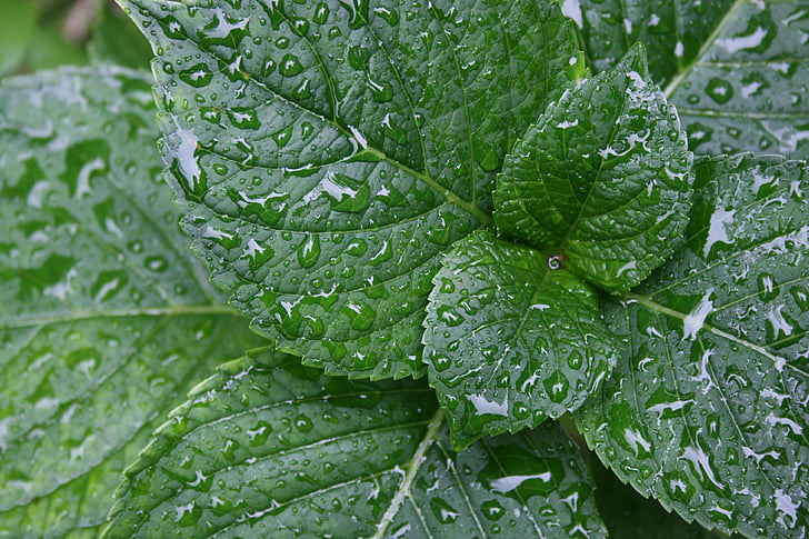 Hortensia, hojas, Rocío, gotas de agua, verde, hoja, naturaleza