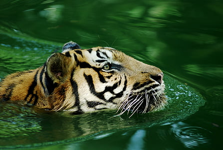 Tigre, Tigre-malaio, solitário, selvagem, animal, natureza, pena