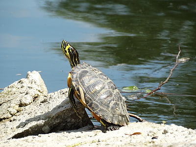 Schildkröte, Wasser, Rock, Stein, Herastrau park