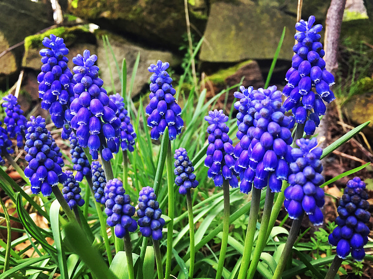 augi, ziedi, bluebells, zila, Pavasaris, daba