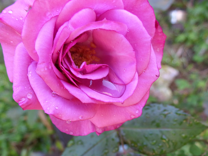 ruža, kapljica, jutro ruže, Rosa, cvijet, priroda, Cvjetni
