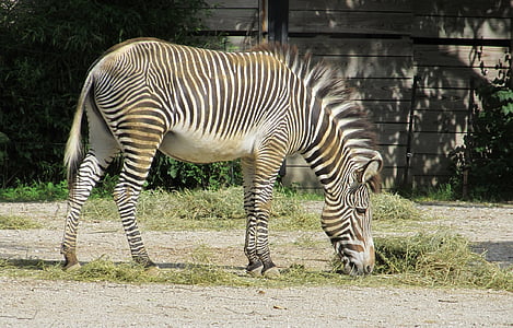 zebra, zoo, nature, wildlife, mammal, striped, eating