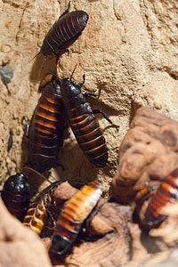 cockroaches, animal, beetle, bug, cockroach, creepy, disgusting