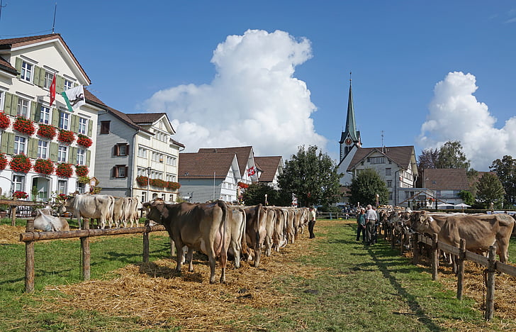 sığır gösteri, Gümrük, appenzellerland, Appenzell, taş, Köyü, Townhouses