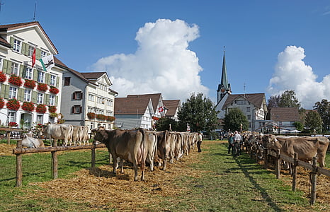 spectacle de bovins, douanes, Appenzellerland, Appenzell, Pierre, village, maisons de ville