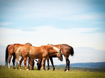 horses, flock, pasture, animal, paddock, ride, graze