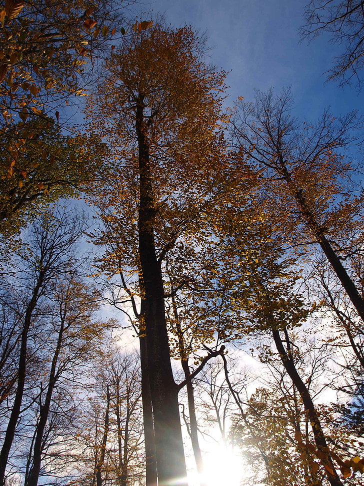 skov, efterår, farverige, træer, efteråret skov, dukke op, bog