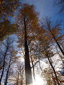 Forest, jeseň, farebné, stromy, jesenného lesa, objaví, kniha