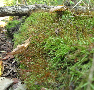 árbol caído, Moss, maderas, crecimiento, bosque, naturaleza, árbol