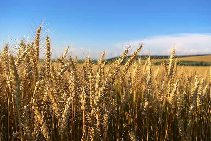 field, wheat, klosova, gold, yellow, sky, the danube plain